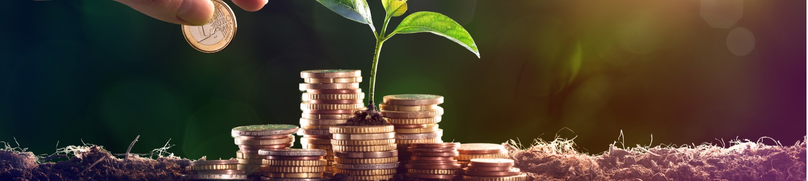 Picture of plant growing in a stack of coins