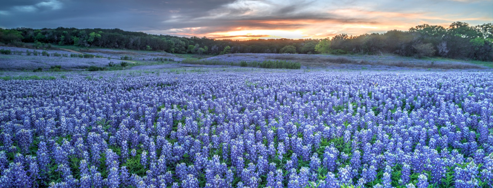 Picture of a field of Bluebonnets