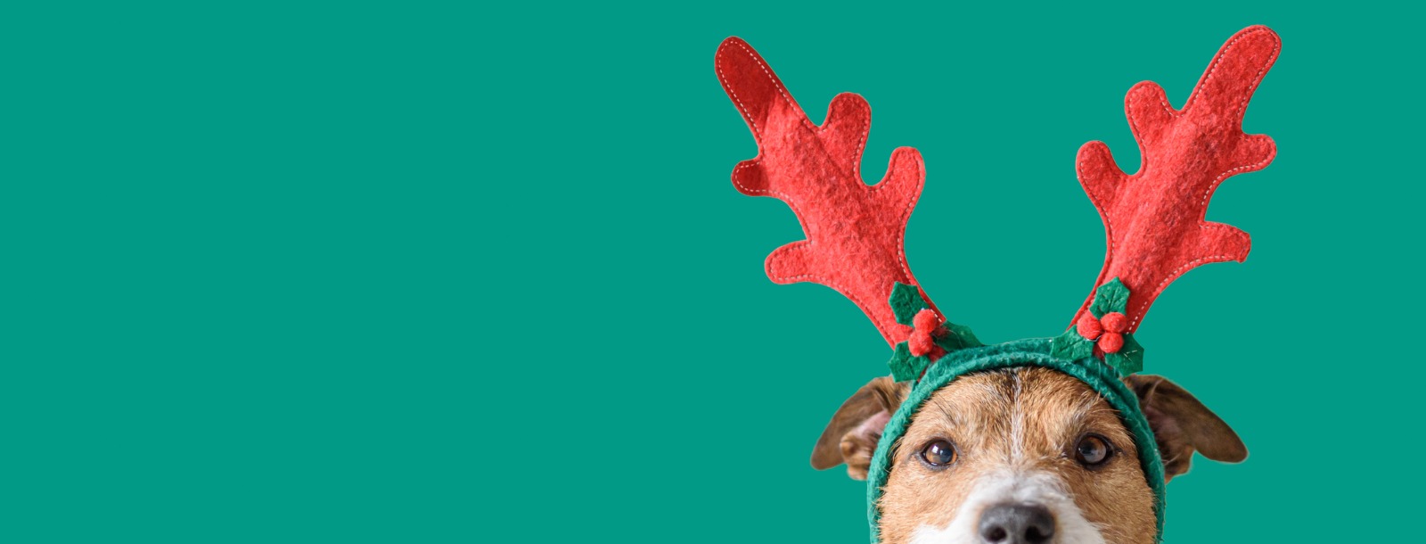 Dog wearing reindeer antlers